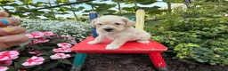 Schnoodle dogs for sale: Mitch  - Ad 7