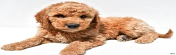 Mini Goldendoodle dogs for sale: Huntley - Ad 6