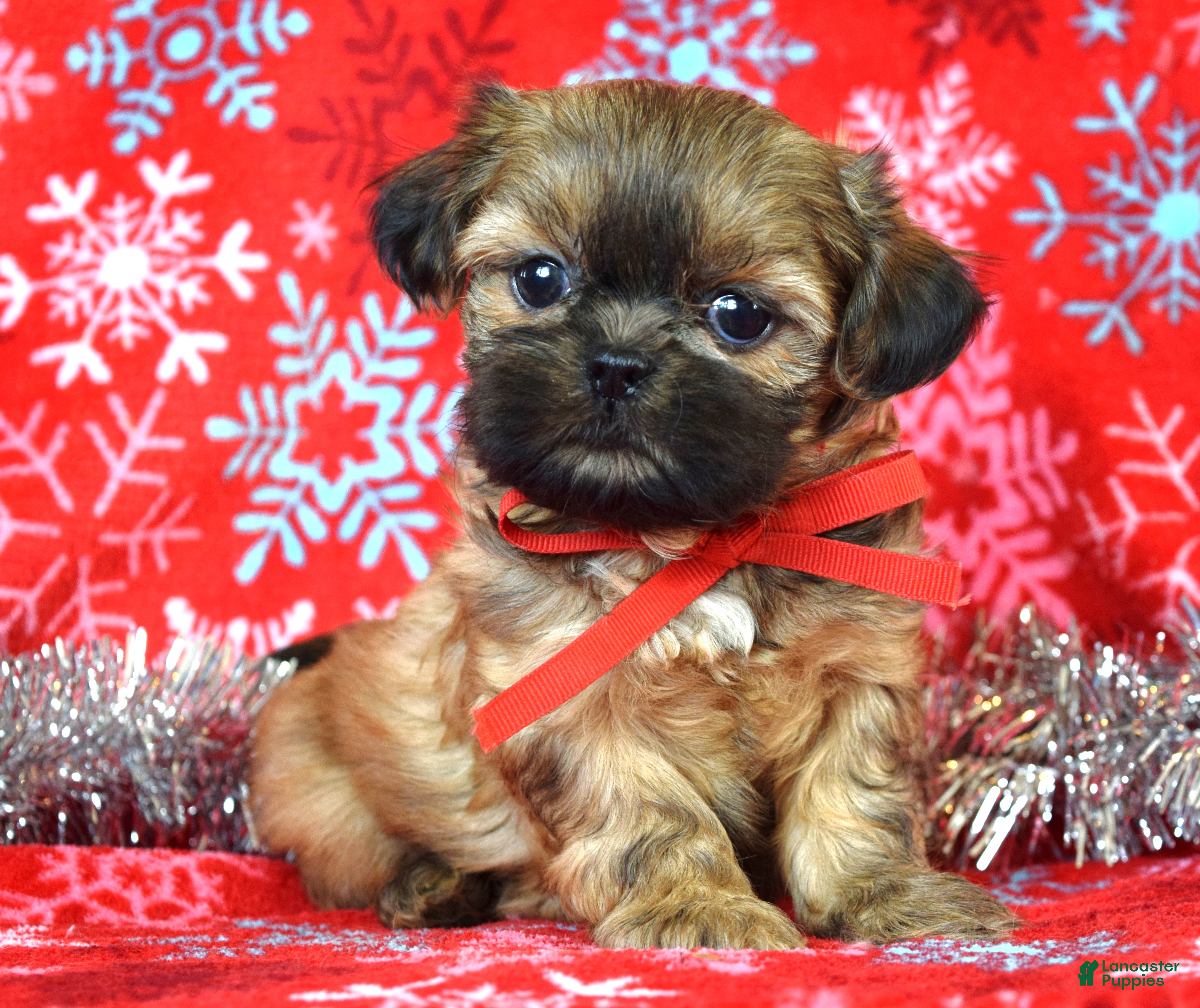 Shih Tzu dogs Peanut - Ad 38