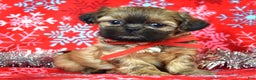 Shih Tzu dogs for sale: Peanut - Ad 1