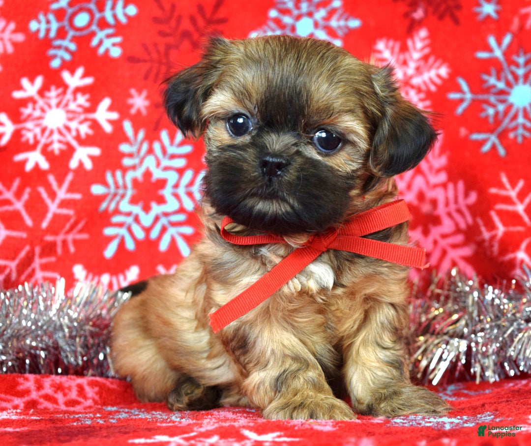 Shih Tzu dogs for sale: Peanut - Ad 1