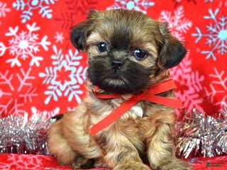 Shih Tzu dogs Peanut - Ad 38