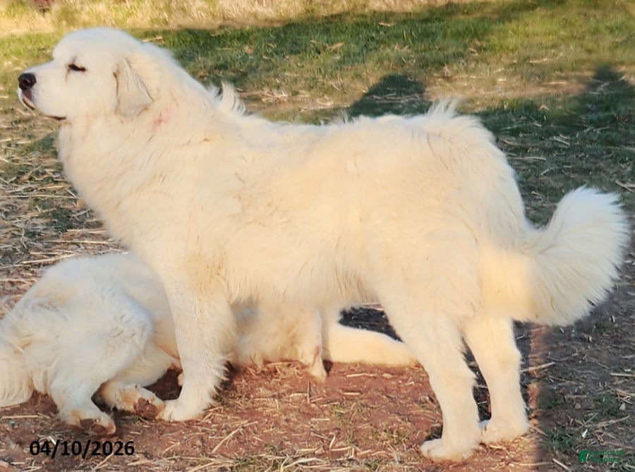 Mixed Breed dogs Doogen - Ad 2