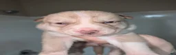Pitsky dogs for sale: Peana - Ad 6