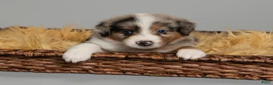  Badger