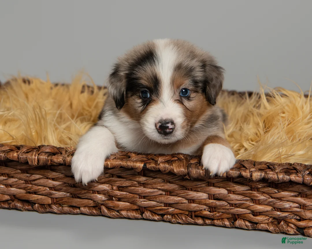 Australian Shepherd dogs for sale:  Badger - Ad 1