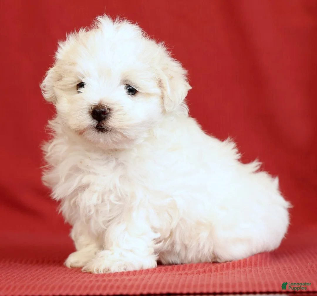 Maltese dogs for sale: Angie - Ad 1