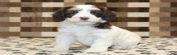 Mini Bernedoodle dogs for sale: Alex - Ad 1
