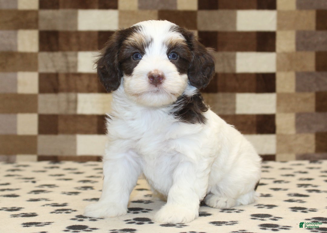 Mini Bernedoodle dogs for sale: Alex - Ad 1