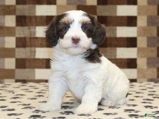 Mini Bernedoodle dogs Alex - Ad 42