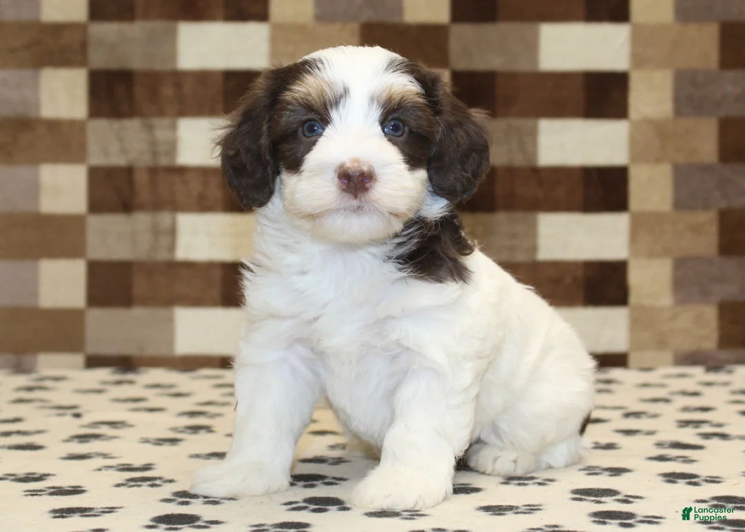 Mini Bernedoodle dogs for sale: AJ - Ad 15