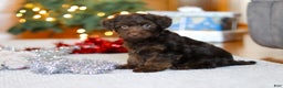 Yorkiepoo dogs for sale: Alton - Ad 5