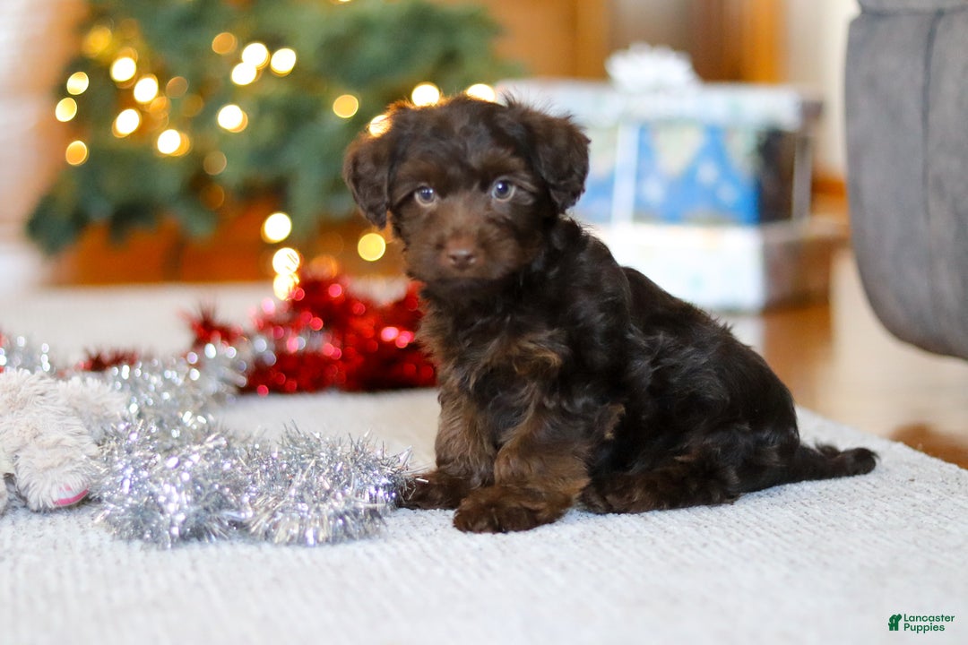 Yorkiepoo dogs for sale: Alton - Ad 5