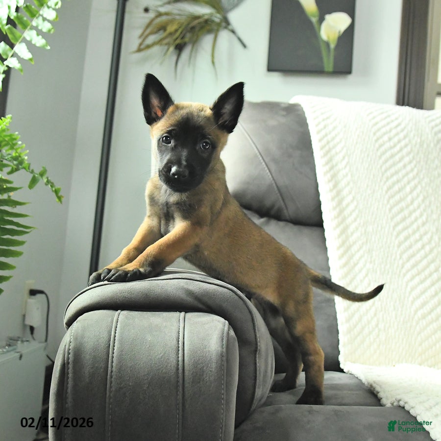 Belgian Malinois dogs Buster - Ad 2