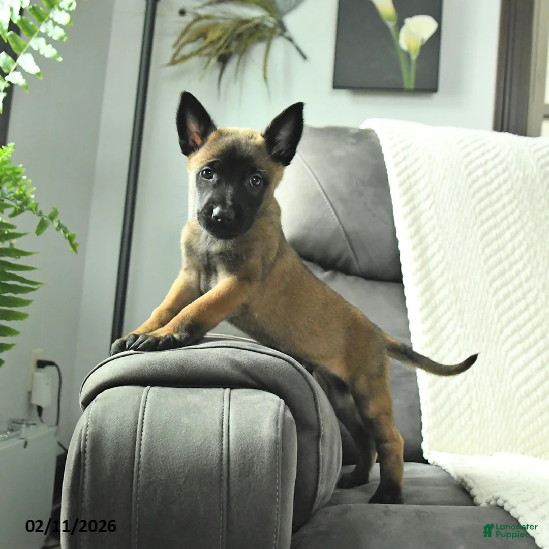 Belgian Malinois dogs for sale: Buster - Ad 2