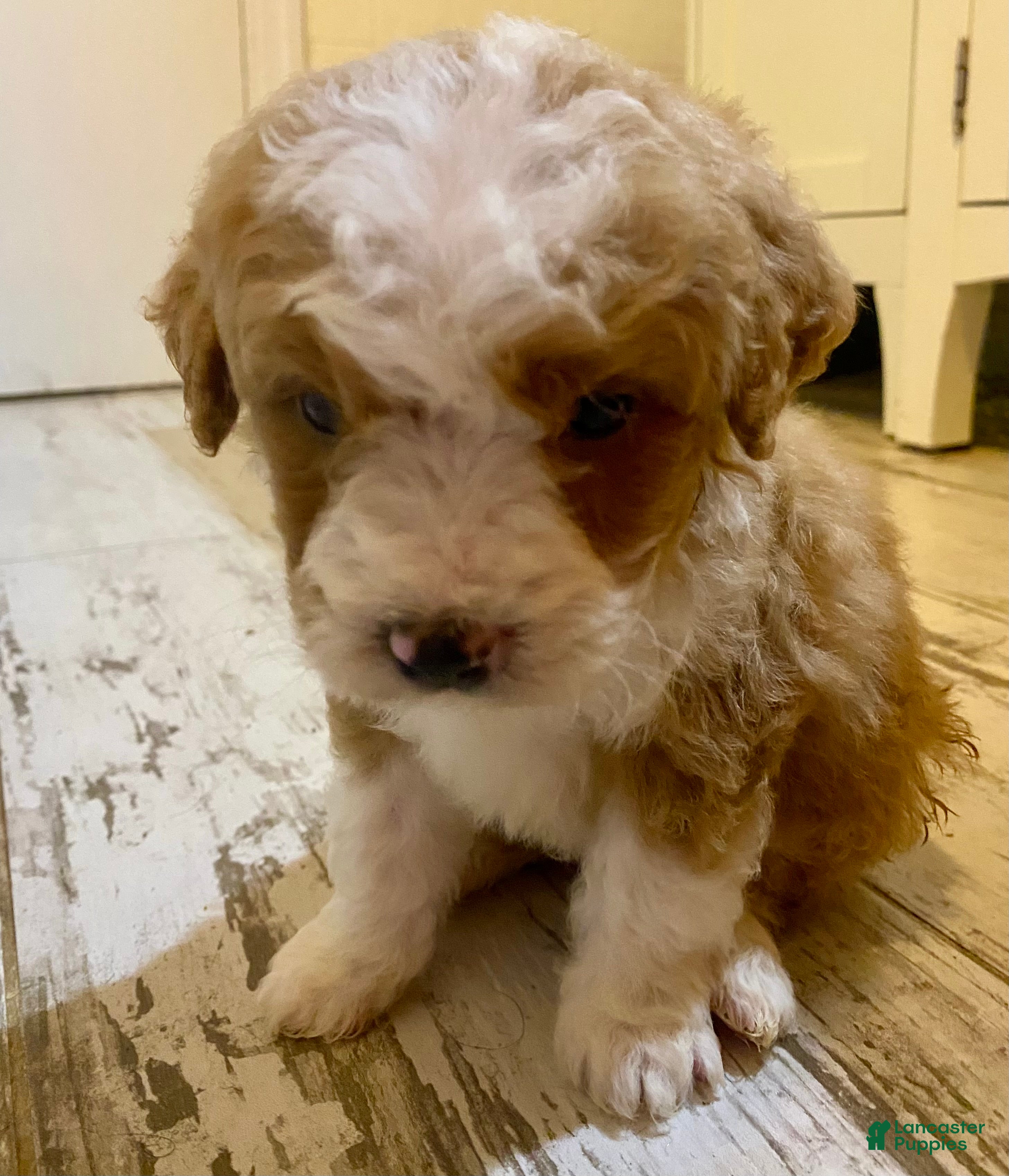 Bernedoodle dogs Bernedoodle Puppy 1 - Ad 9