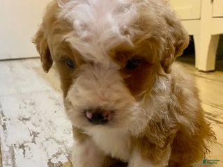 Bernedoodle dogs Bernedoodle Puppy 1 - Ad 1