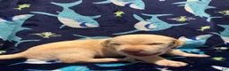 Labrador Retriever dogs for sale: Alvin (red)  - Ad 2