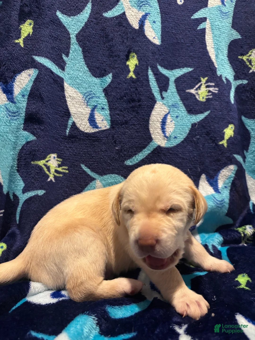 Labrador Retriever dogs for sale: Alvin (red)  - Ad 2