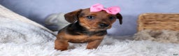 Miniature Dachshund dogs for sale: Jenny - Ad 11