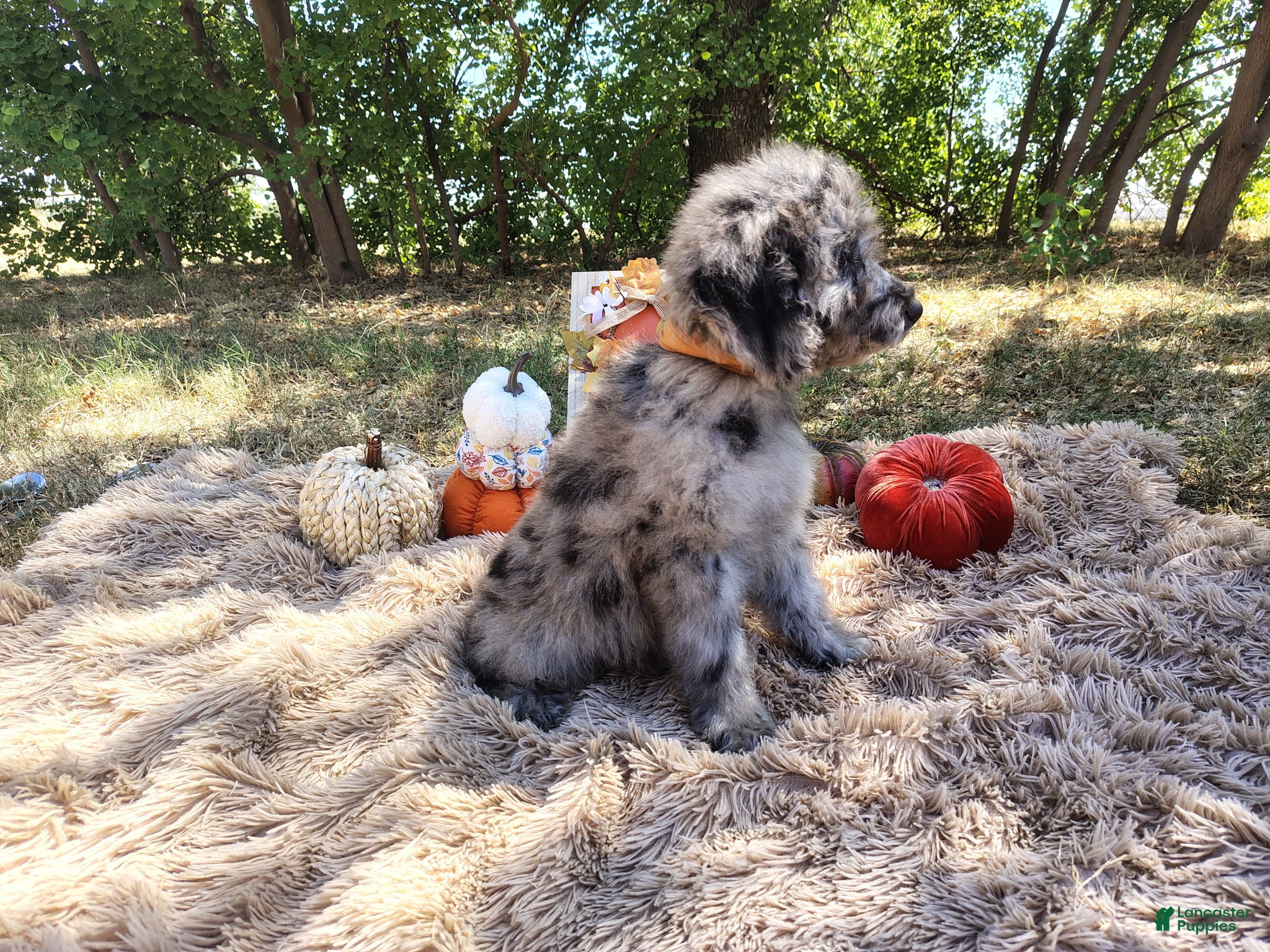 Mini Goldendoodle dogs Mini Goldendoodle 4 - Ad 2