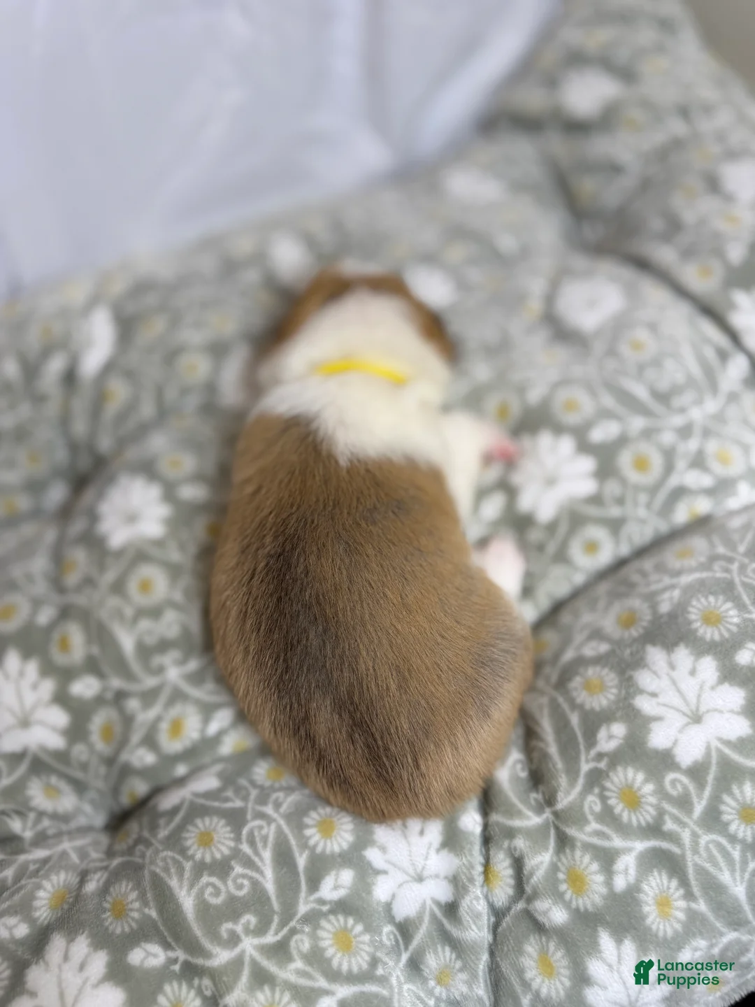 Welsh Corgi Pembroke dogs for sale: Good Friday 1M - Ad 2