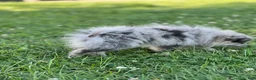 Pomeranian dogs for sale: Ruby - Ad 17