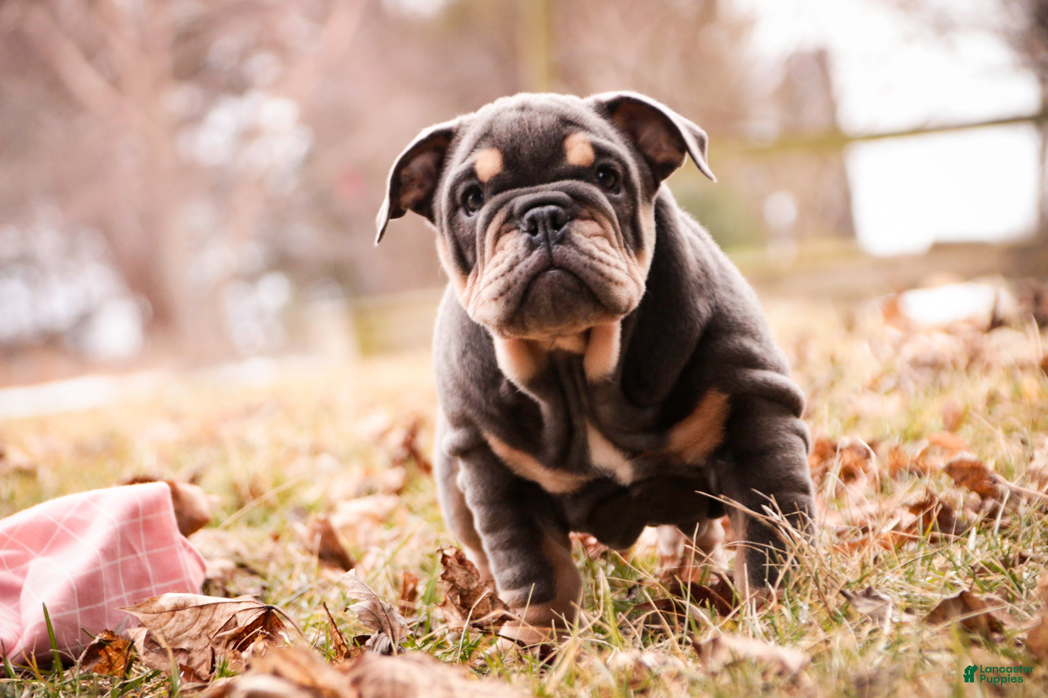 English Bulldog dogs Xena - Ad 2