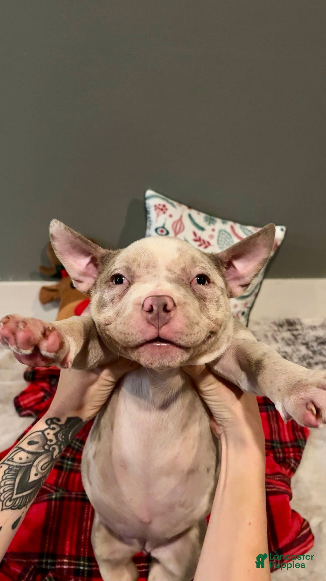 American Bulldog dogs for sale: American Bulldog Puppy 2 - Ad 4