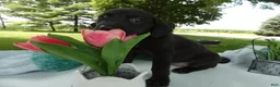 Sheprador dogs for sale: Sheprador 12 Lucinda - Ad 3