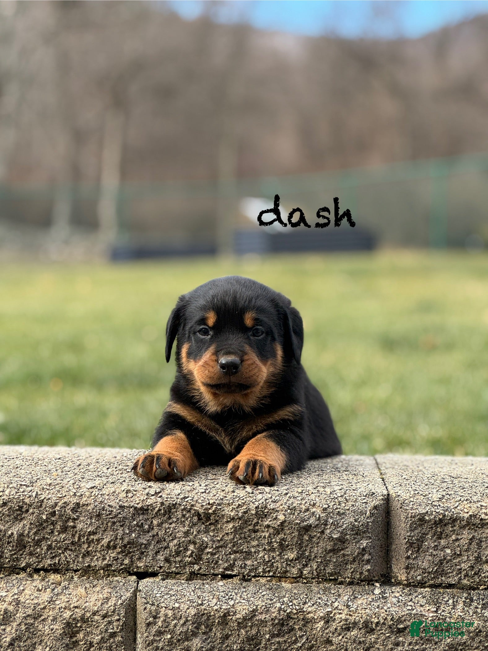 Rottweiler dogs Dash (docked tail)  - Ad 26