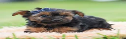 Yorkshire Terrier dogs for sale: Bugatti - Ad 8