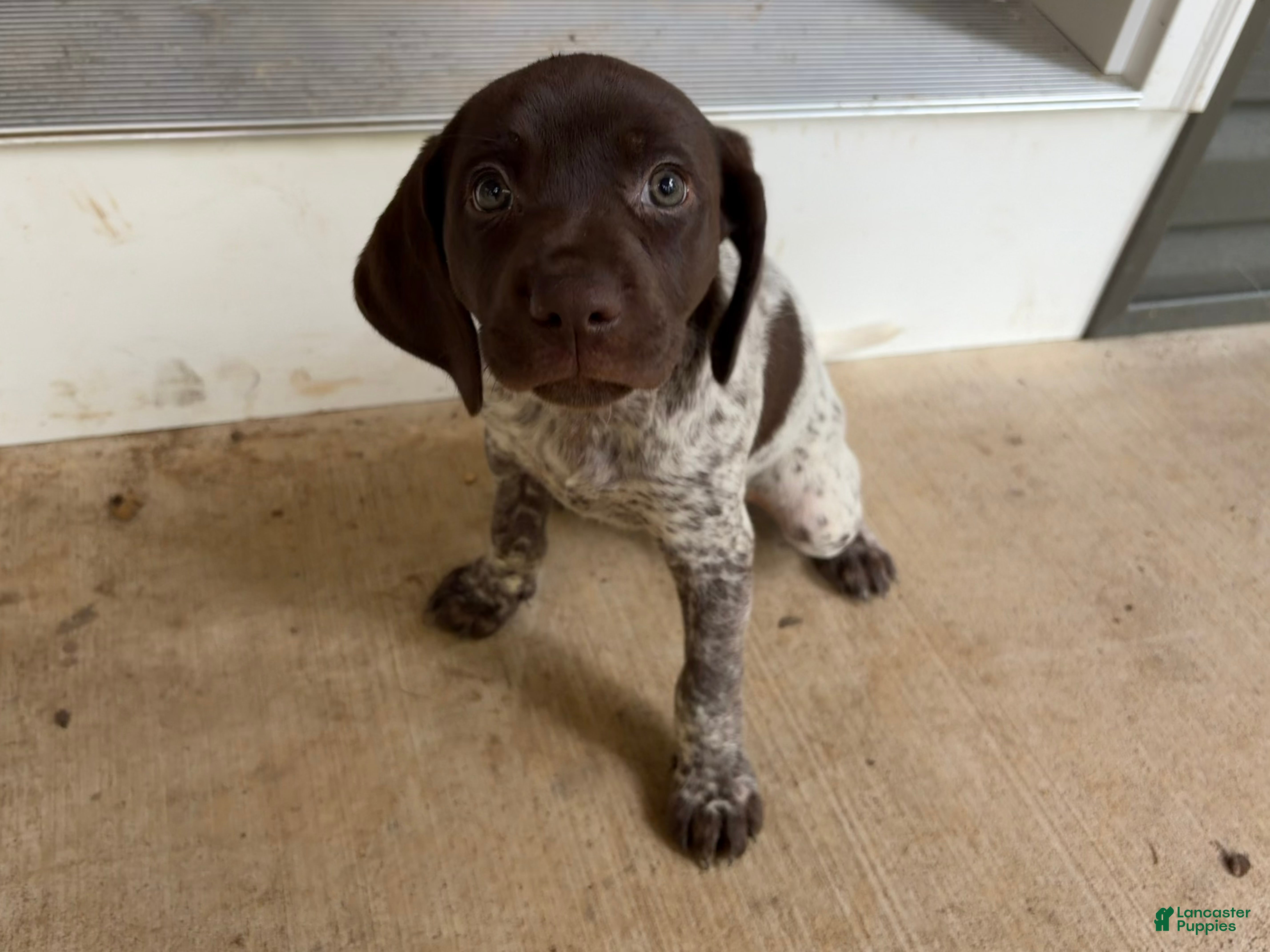 German Shorthaired Pointer dogs Cleo - Ad 1
