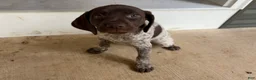 German Shorthaired Pointer dogs for sale: Cleo - Ad 1