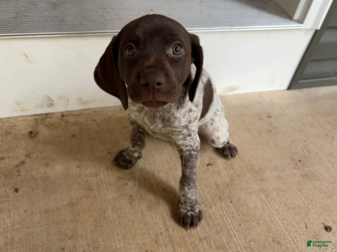 German Shorthaired Pointer dogs for sale: Cleo - Ad 1