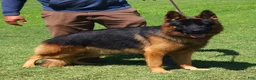 German Shepherd dogs for sale: German Shepherd 1 - Ad 5