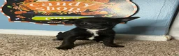 Chihuahua dogs for sale: 🩷MiniChihuahua 🩷 - Ad 6