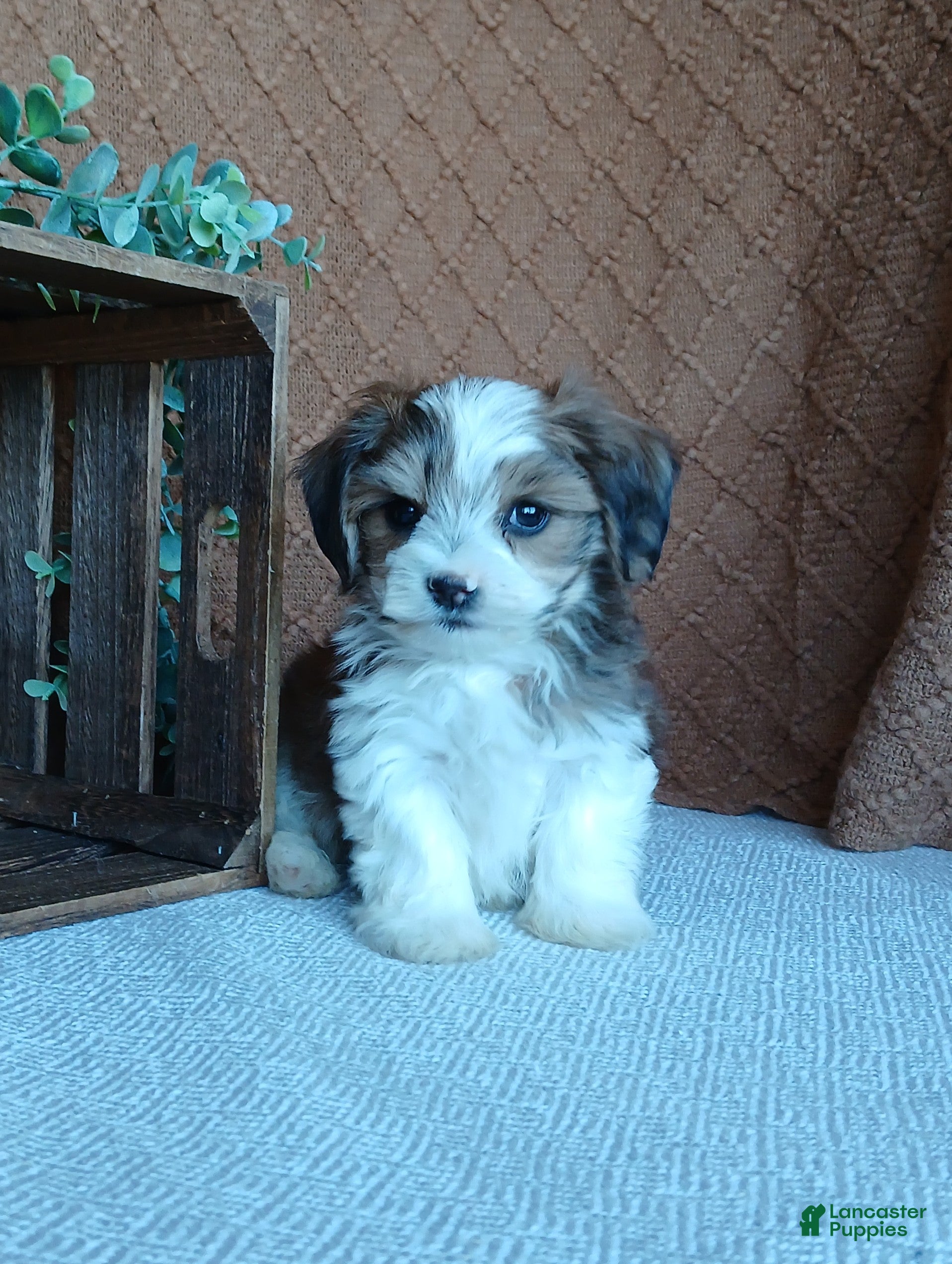 Havanese dogs Patrick  - Ad 1
