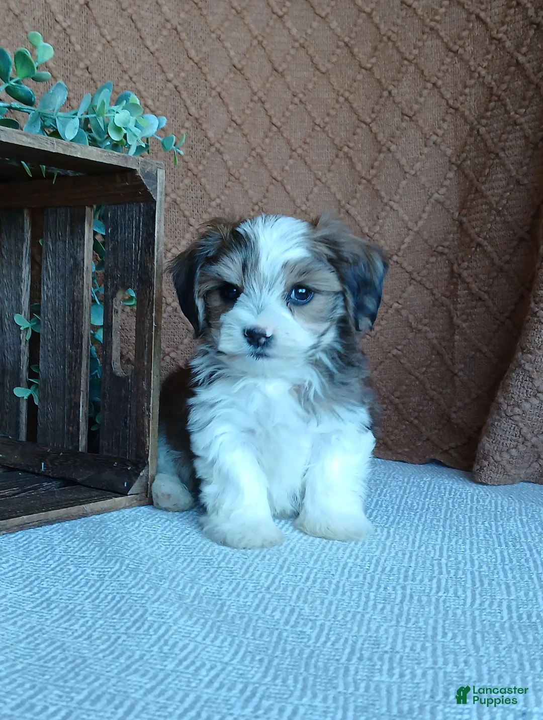 Havanese dogs for sale: Patrick  - Ad 1