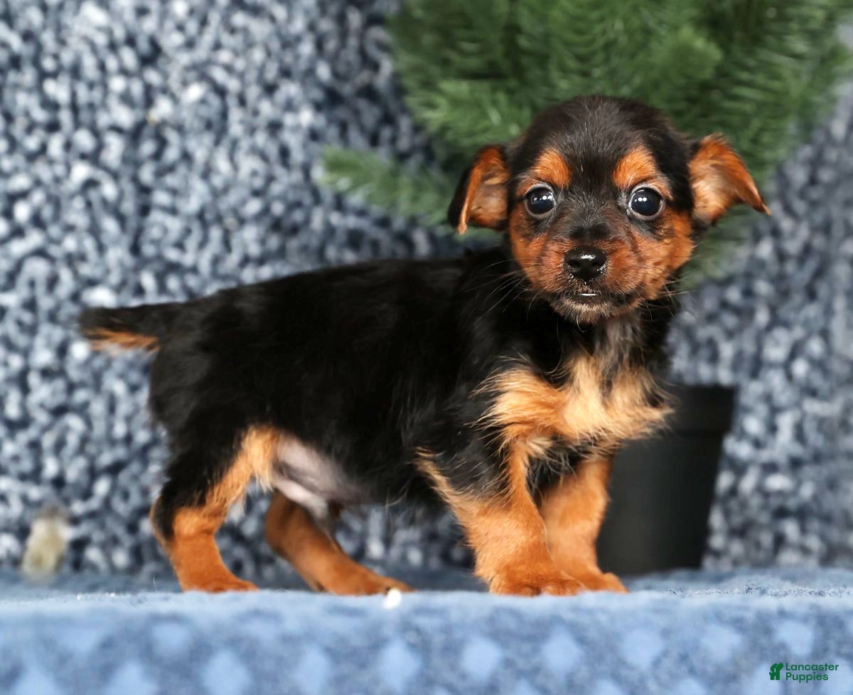 Yorkshire Terrier dogs Kenny - Ad 1