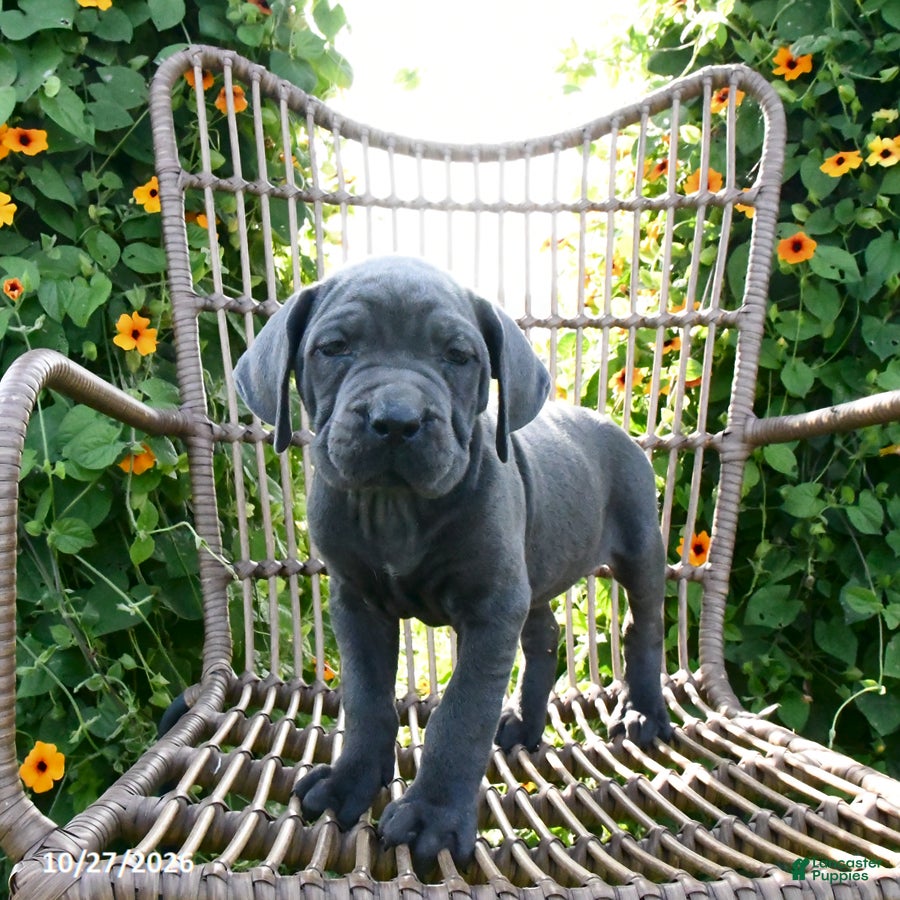 Cane Corso dogs for sale: Nova - Ad 2