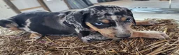 Catahoula Leopard Dog dogs for sale: Duchess 2026 Male 5 - Ad 13
