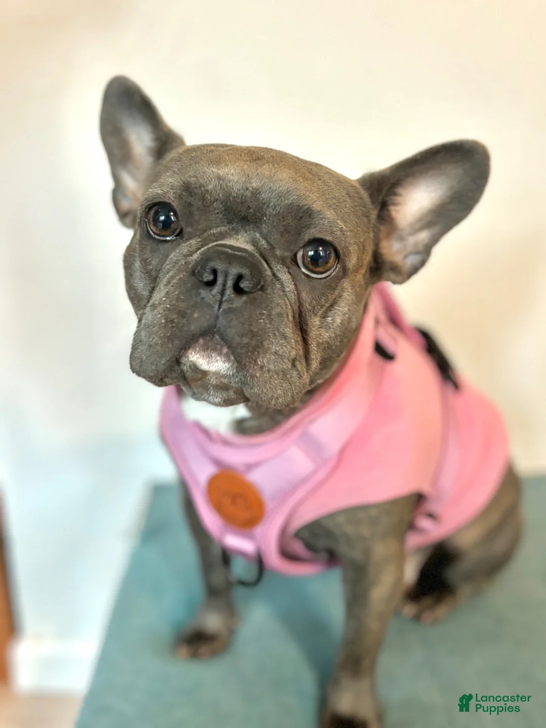 Frenchton dogs for sale: Simba - Ad 2