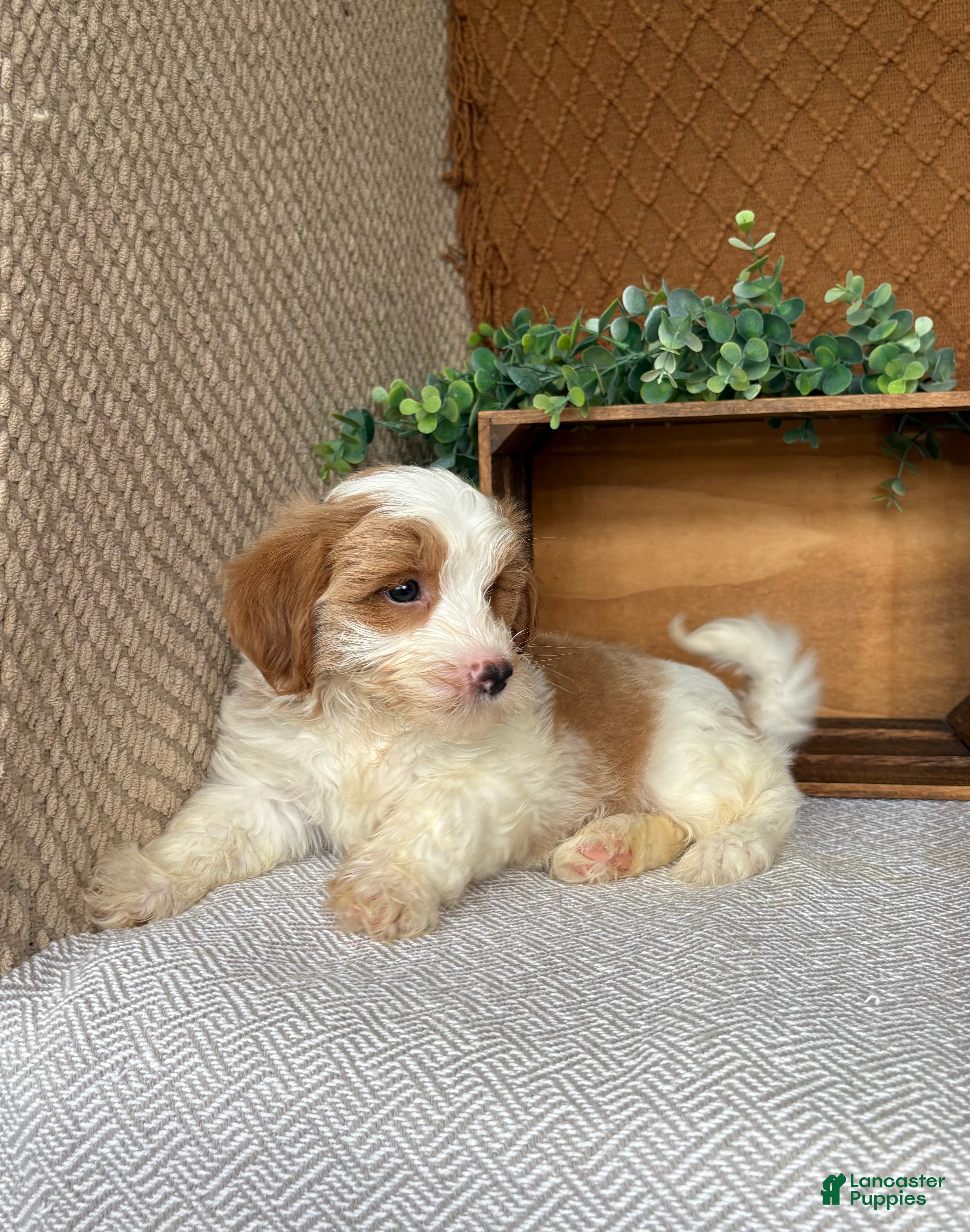 Havanese dogs Tank  - Ad 2