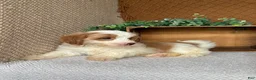 Havanese dogs for sale: Tank  - Ad 2