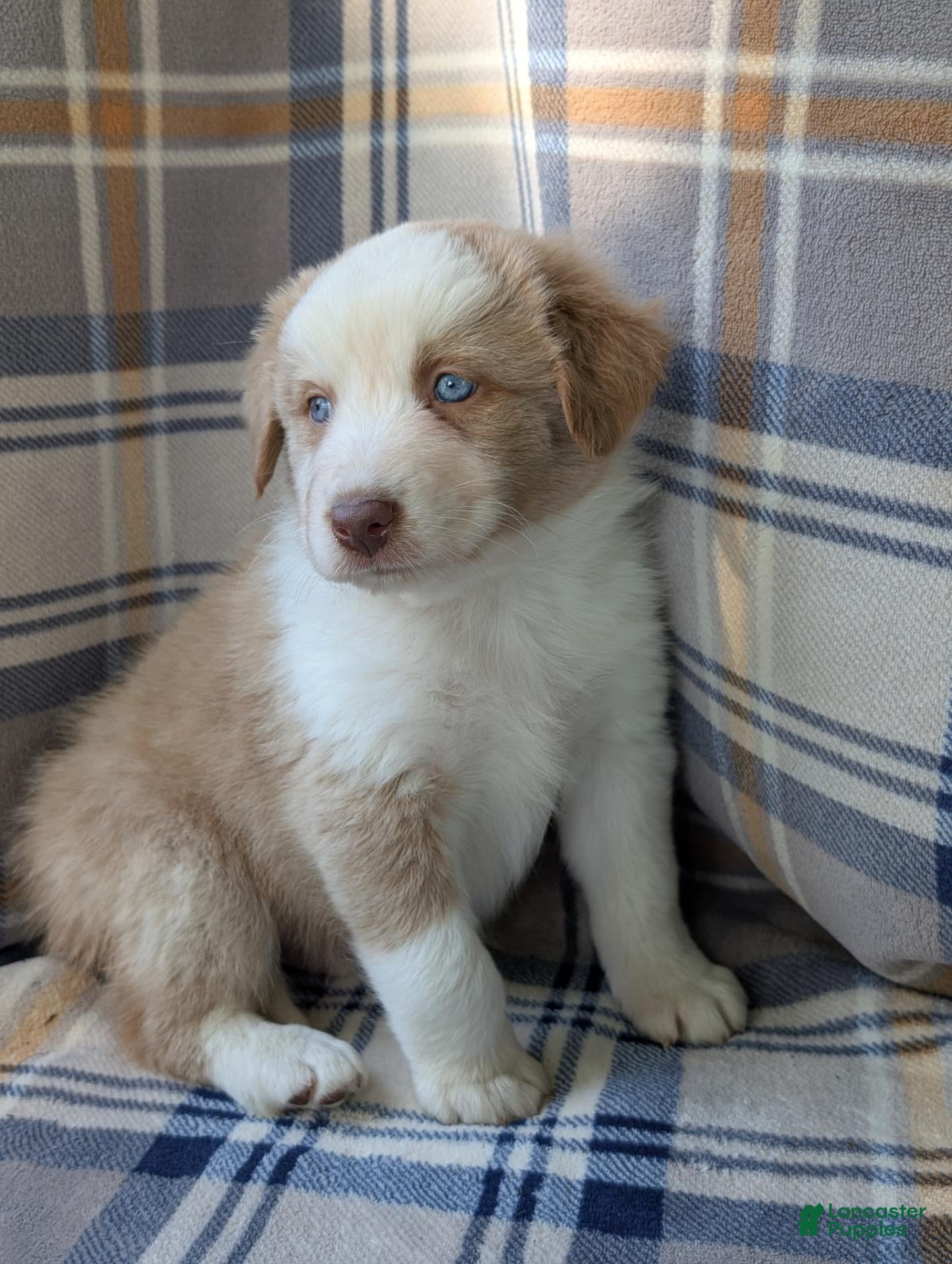 Australian Shepherd dogs for sale: Lucky  - Ad 4