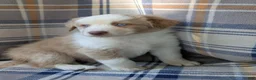 Australian Shepherd dogs for sale: Lucky  - Ad 1
