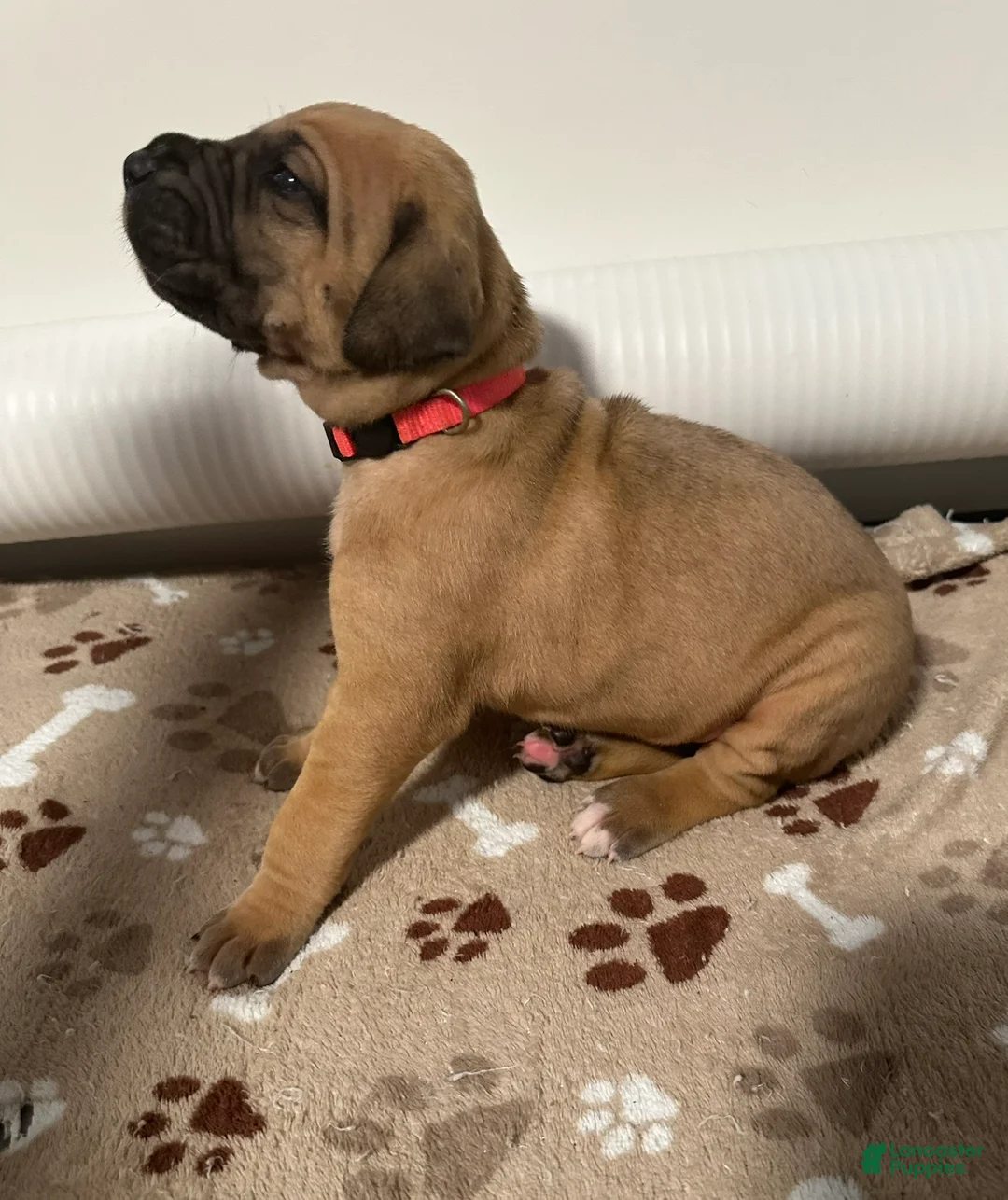 Great Dane dogs for sale: Pink Collar - Ad 3