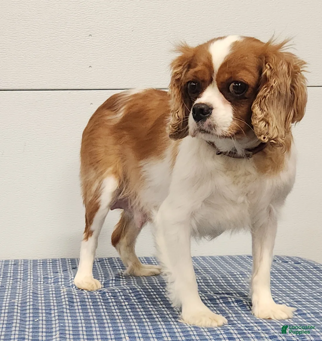 Cavapoo dogs for sale: Maple   - Ad 16