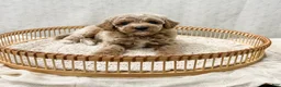Cavapoo dogs for sale: Scottie - Ad 5